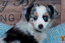 miniature australian shepherd puppy posted by MelindaLu