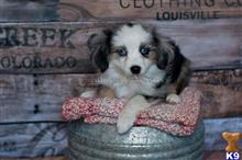 miniature australian shepherd puppy posted by MelindaLu