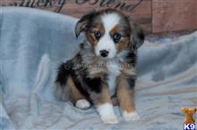 miniature australian shepherd puppy posted by MelindaLu