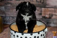 miniature australian shepherd puppy posted by MelindaLu