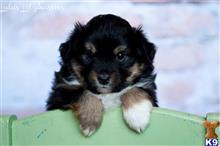 miniature australian shepherd puppy posted by MelindaLu
