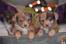 miniature australian shepherd puppy posted by MelindaLu