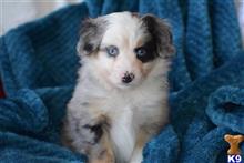 miniature australian shepherd puppy posted by MelindaLu