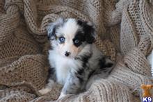 miniature australian shepherd puppy posted by MelindaLu