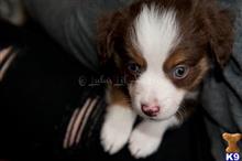 miniature australian shepherd puppy posted by MelindaLu