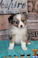 miniature australian shepherd puppy posted by MelindaLu
