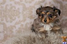 miniature australian shepherd puppy posted by MelindaLu