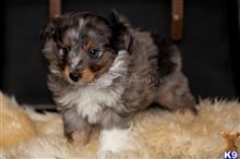 miniature australian shepherd puppy posted by MelindaLu