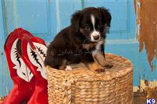 miniature australian shepherd puppy posted by MelindaLu