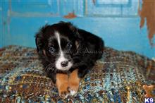 miniature australian shepherd puppy posted by MelindaLu