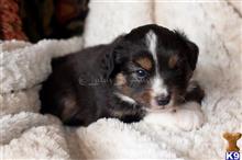 miniature australian shepherd puppy posted by MelindaLu