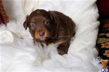miniature australian shepherd puppy posted by MelindaLu