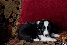 miniature australian shepherd puppy posted by MelindaLu