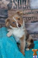 miniature australian shepherd puppy posted by MelindaLu