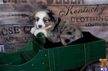 miniature australian shepherd puppy posted by MelindaLu