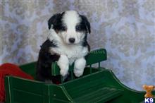 miniature australian shepherd puppy posted by MelindaLu
