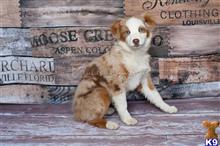 miniature australian shepherd puppy posted by MelindaLu