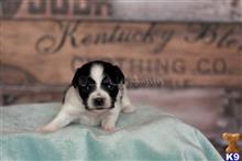 miniature australian shepherd puppy posted by MelindaLu