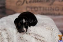 miniature australian shepherd puppy posted by MelindaLu