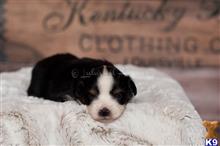 miniature australian shepherd puppy posted by MelindaLu