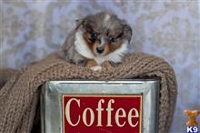 miniature australian shepherd puppy posted by MelindaLu