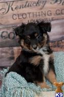 miniature australian shepherd puppy posted by MelindaLu