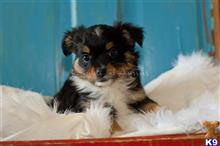 miniature australian shepherd puppy posted by MelindaLu
