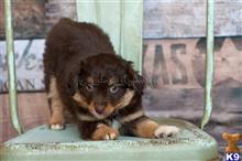 miniature australian shepherd puppy posted by MelindaLu