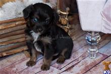 miniature australian shepherd puppy posted by MelindaLu