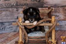 miniature australian shepherd puppy posted by MelindaLu