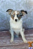 miniature australian shepherd puppy posted by MelindaLu