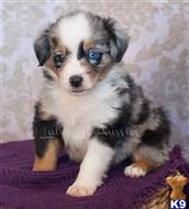 miniature australian shepherd puppy posted by MelindaLu