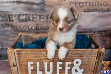 miniature australian shepherd puppy posted by MelindaLu