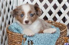 miniature australian shepherd puppy posted by MelindaLu