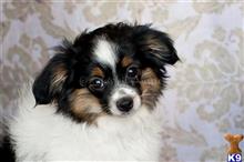 miniature australian shepherd puppy posted by MelindaLu