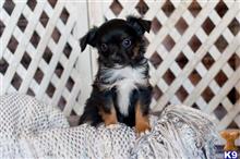 miniature australian shepherd puppy posted by MelindaLu