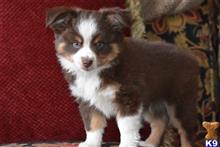 miniature australian shepherd puppy posted by MelindaLu