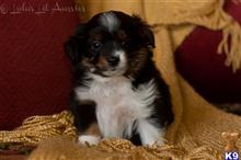 miniature australian shepherd puppy posted by MelindaLu