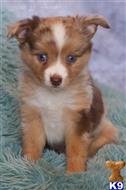miniature australian shepherd puppy posted by MelindaLu
