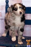 miniature australian shepherd puppy posted by MelindaLu