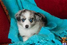 miniature australian shepherd puppy posted by MelindaLu
