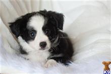 miniature australian shepherd puppy posted by MelindaLu