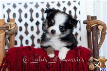 miniature australian shepherd puppy posted by MelindaLu