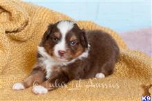 miniature australian shepherd puppy posted by MelindaLu