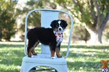 miniature australian shepherd puppy posted by MelindaLu