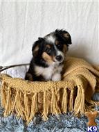 miniature australian shepherd puppy posted by MelindaLu