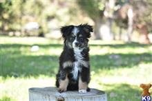 miniature australian shepherd puppy posted by MelindaLu