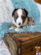 miniature australian shepherd puppy posted by MelindaLu