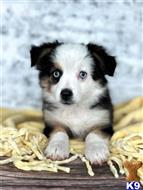 miniature australian shepherd puppy posted by MelindaLu