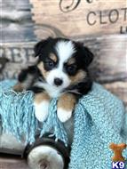 miniature australian shepherd puppy posted by MelindaLu